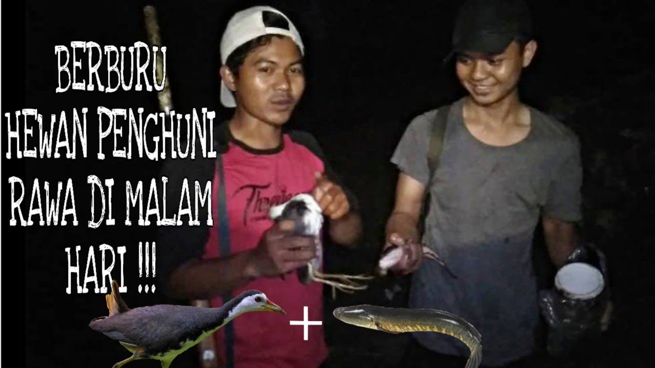 Berburu burung ruak-ruak di malam hari ,dapat bonus ikan gabus ||hewan