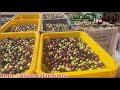 مراحل عصر الزيتون بإحدى المعاصرة الزيتون بمدينة قلعة السراغنة مراحل عصر الزيتون بإحدى المعاصرة الزيتون بمدينة قلعة السراغنة