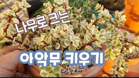 #아악무 키우기~ 가성비 좋고 자줏빛 줄기도 멋찐  아악무 키우기~~