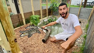 FASCINATING *NEW* GATOR ENCLOSURE COMPLETE!