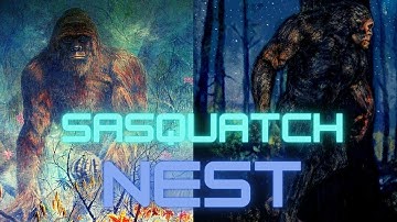 TALKING ABOUT SASQUATCH/BIGFOOT TREE STRUCTURES! (PART 2) I FOUND A NEST!