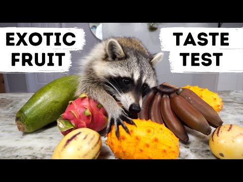 Raccoon Taste Tests Exotic Fruits!