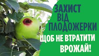 Яблунева плодожерка найнебезпечніший шкідник врожаю