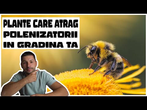 Video: Ce este o grădină cu polenizatori - Tipuri de plante care atrag polenizatorii