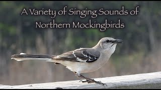A Variety of Singing Sounds of Northern Mockingbirds 🎶