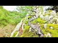 Pine tree yamadori hunting at waterfall vol 7  relaxing bonsai inspiration from nature