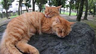 茶トラ猫がモフモフの友達を枕にして眠るwww