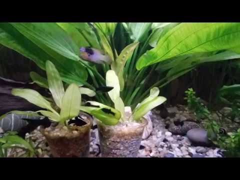 Низшие водоросли как корм Моллинезиям