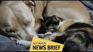 Preventing pet overpopulation