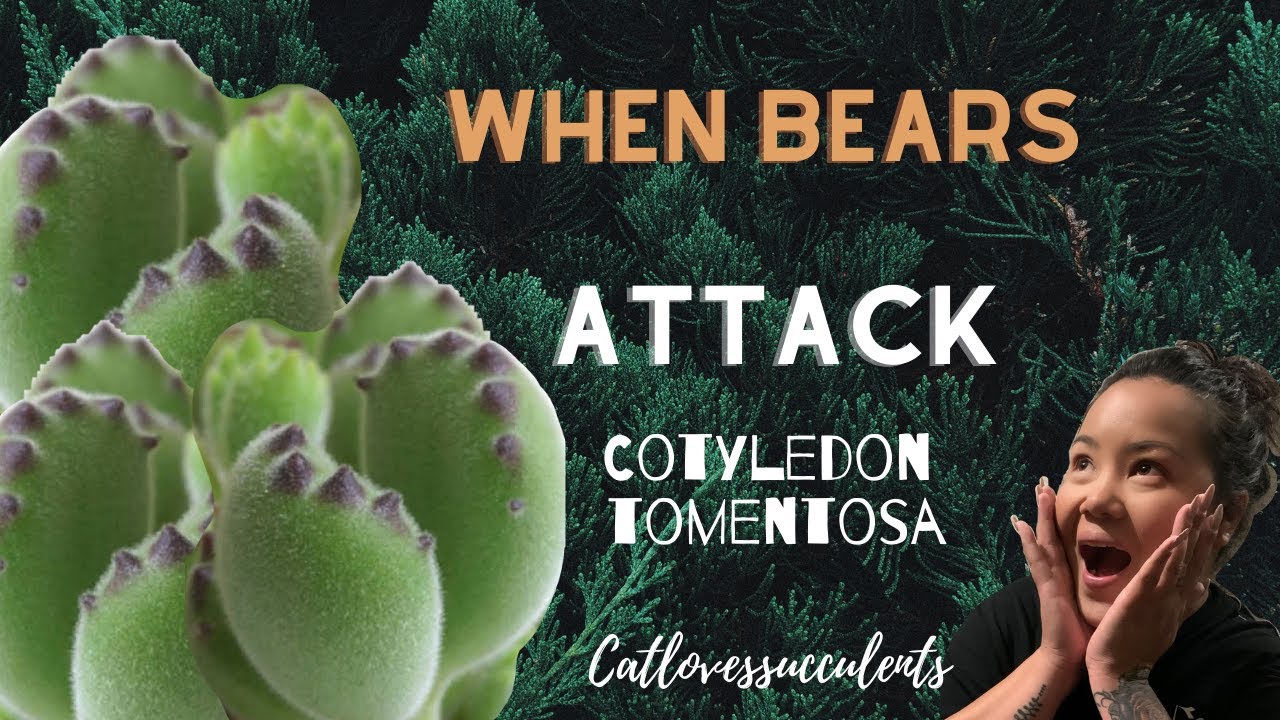 WHEN BEARS ATTACK!! COTYLEDON TOMENTOSA! #succulents