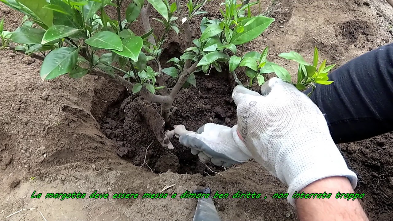 Margotta di arancio messa a dimora