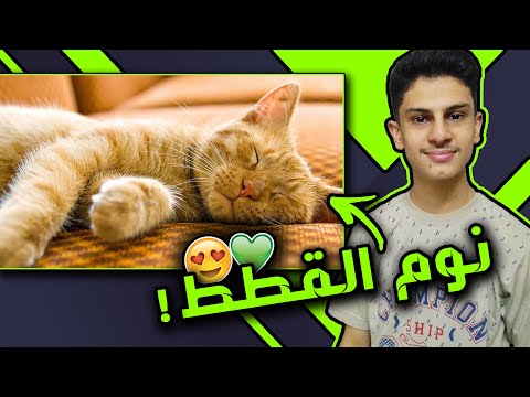 فيديو: كيفية تدريب قطة على النوم بالليل