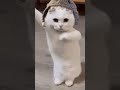 #cat #rival #lifeisbutadream #nothingimposibleinthisworld #gaming #meme #viral