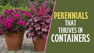 🤯 Lazy Gardener's Dream: 10 Perennials That THRIVE in Containers/Pots With ZERO Effort! 