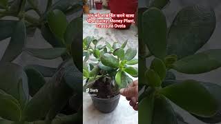 धन को आकर्षित करने वाला पौधा Lucky, Money Plant, Crassula Ovata