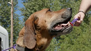 Inside Pierce County - Animal Control