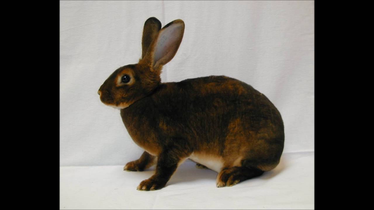 vídeo sobre producción de piel de conejo rvm YouTube
