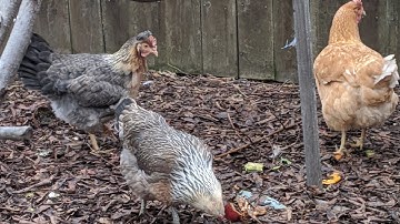 Keep chickens from roosting in their laying boxes!