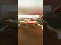 Cute Animal Bread ASMR 🍞🐶 | Satisfying Jam Spread Style#asmr #bread #cuttingasmr