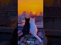 Most Amazing#natural video#edit#travel#beautiful#shortvideo