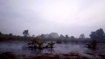 Cara memikat burung belibis masbroo