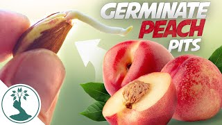 Growing a Peach Tree From Seed  Super Easy! How To Grow Peaches From Pit