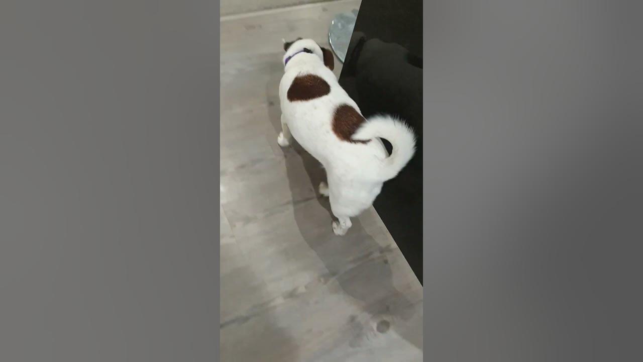 who let the dogs out part 1 - YouTube - What Is Who Let The Dogs Out About