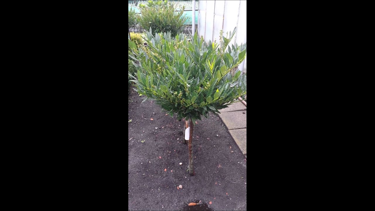 Prunus Otto Luyken op stam YouTube Prunus Otto Luyken op stam YouTube