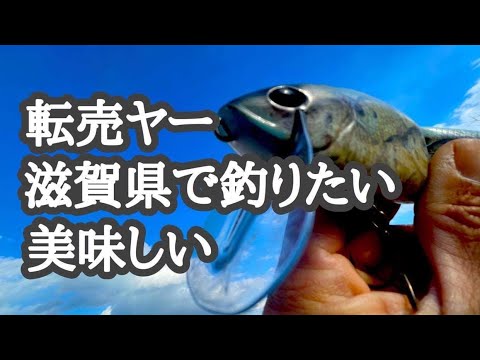 Osgsラジオ 転売ヤー滋賀県で釣りたい美味しい 琵琶湖バス釣り Youtube