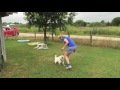 Dog Training with Recaller Games Dog Training with Recaller Games