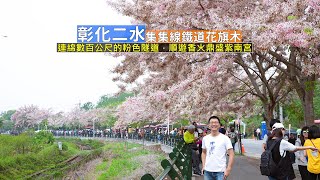 彰化二水集集線鐵道花旗木連綿數百公尺拍火車，搭公車順遊紫南宮拜拜求財保平安