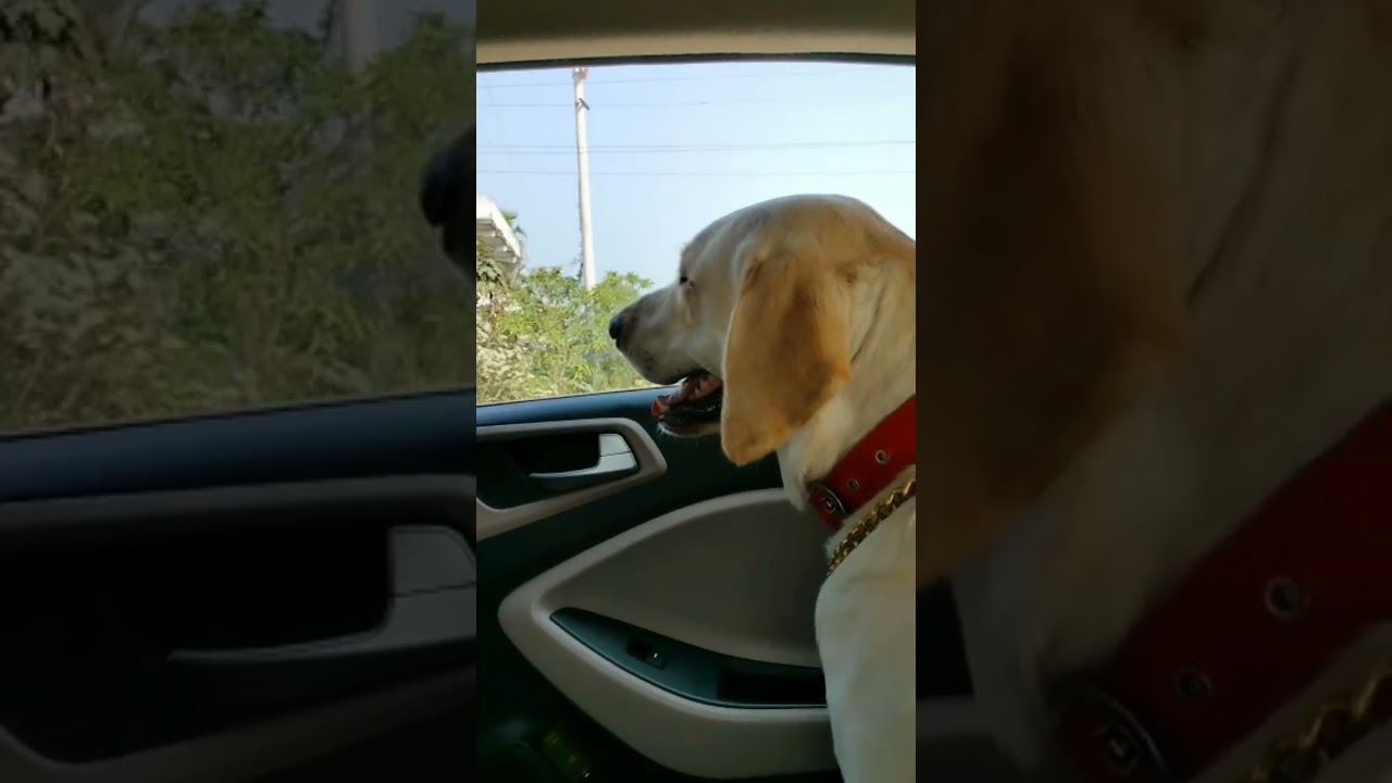 cute buddy Simba🥰