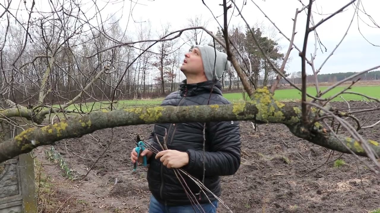 Jak pobrać zrazy do szczepienia drzew owocowych.
