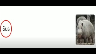 Pig Sus Kracc Bacc Reupload