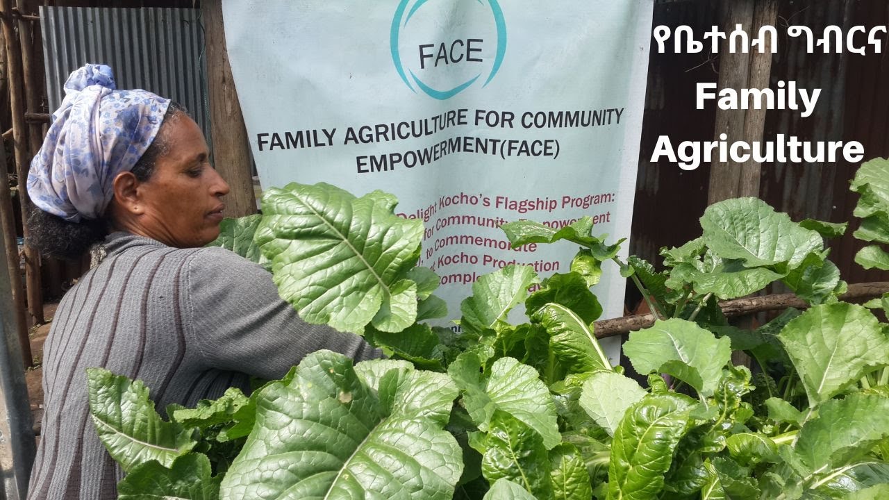 በአነስተኛ ይዞታ ገራሚ የአትክልት ስፍራ|#Familyagriculture#FACE #የቤተሰብ#ግብርና #37