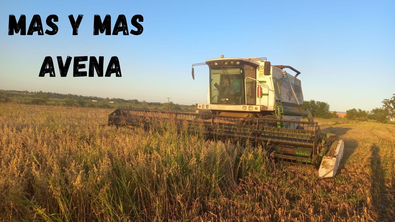 LA BLANQUITA NO PARAA... UN GRAN DIA DE COSECHA!