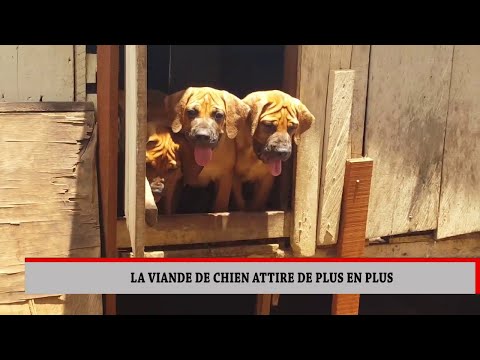 Vidéo: Plus de 130 chiens sauvés de la ferme de viande de chien coréenne