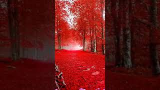 New Beautiful Nechar Status 2021