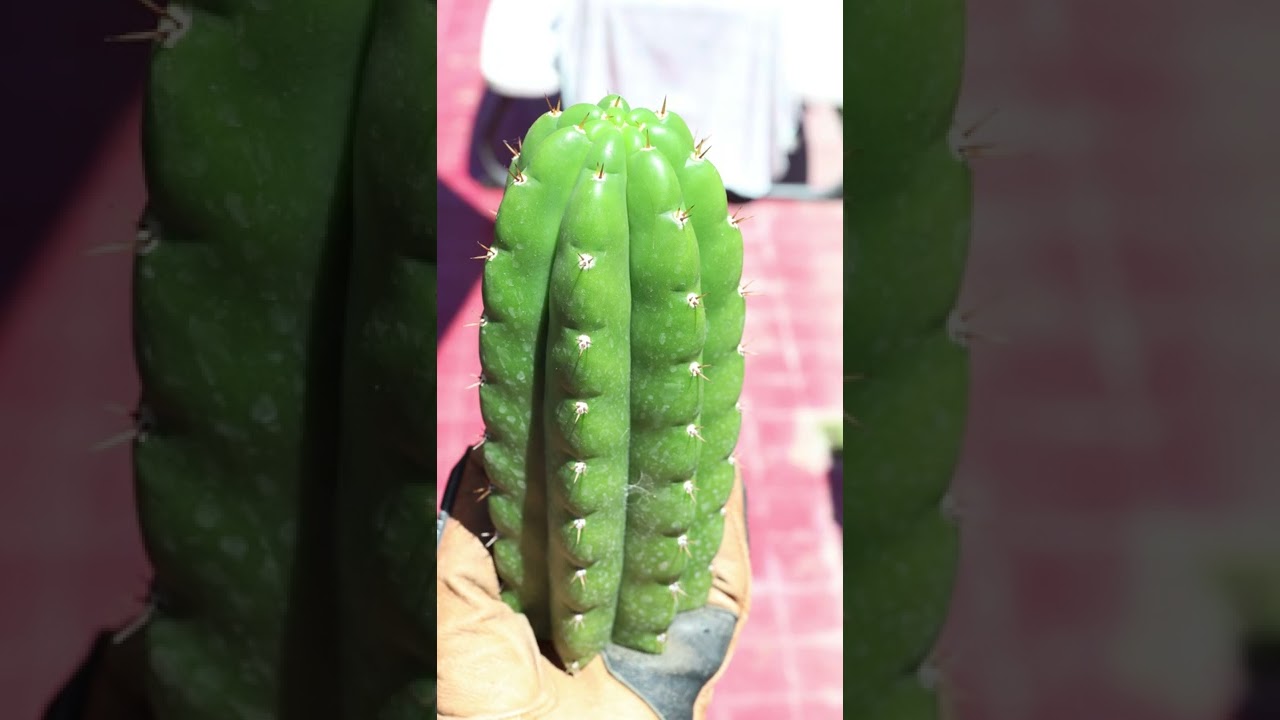 Trichocereus Pachanoi Echinoposis cactus fanatics 
