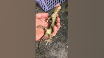 Tắc kè màu đen lạ , chuyên bán tắc kè 0913398911