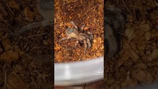 First ever video of my Hamorii sling😁 #tarantula #tarantulafeeding #tarantulasoftheworld
