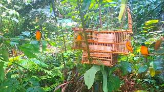 Cuma poin 1 ekor,  karet jebakan burung kutilang emas ini terlalu longgar jadi BL masih sempat balik