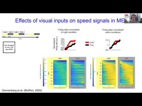 Talk: Neural dynamics
