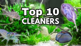 Top 10 BEST Aquarium CLEANER fish