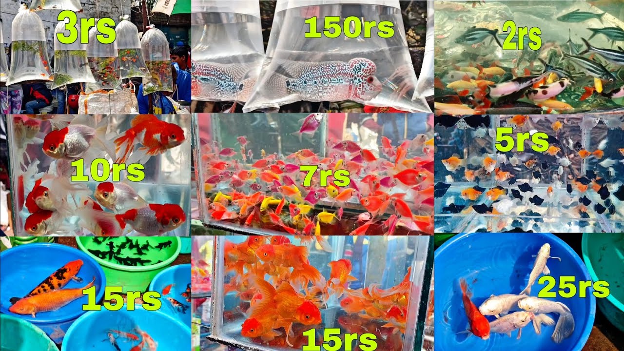 Gallif Street Fish MarketGallif Street pet marketFish MarketCheapest