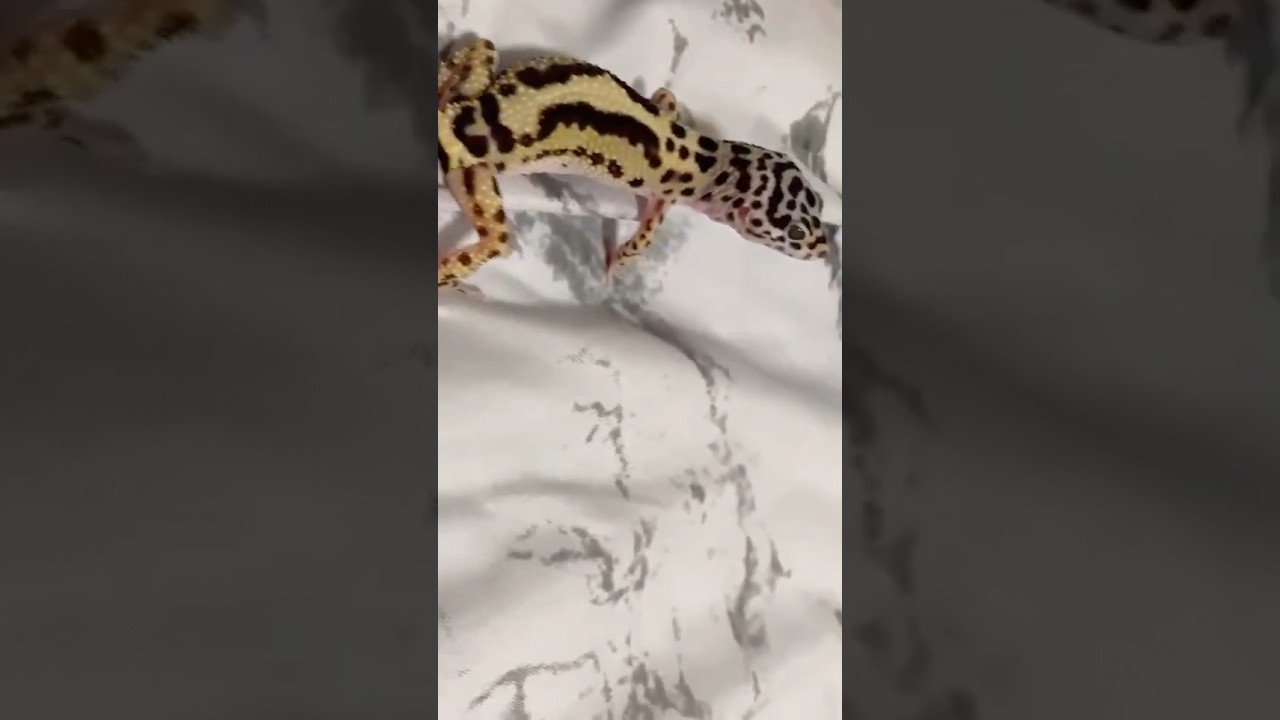 伊達花彩（いぎなり東北産）×ヒョウモントカゲモドキのまじゅまろ