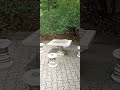 șah