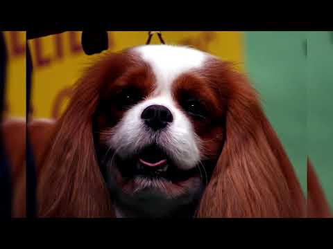 Видео: Английский той-спаниель Порода собак гипоаллергенна, здоровье и продолжительность жизни