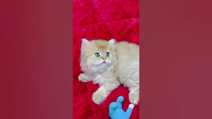 Video 4208171: british longhair golden kitten, funny british longhair, longhair boy