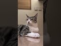 途中でハッと気づく猫🐱 - Cats suddenly realized something - #shorts #cat